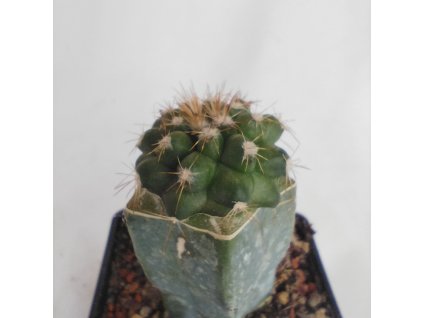 Copiapoa grandiflora PHA 2950