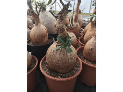 Adenium obesum RM 14  XXXL