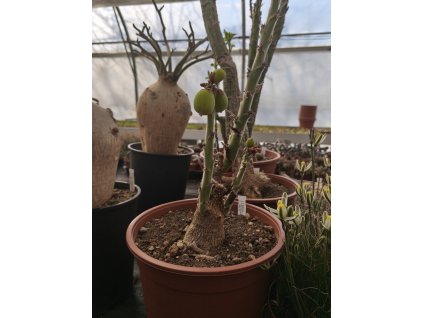 Adenia keramanthus RM 23  XXXL