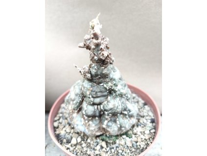 Cephalopentandra ecirhosa L  RM 186