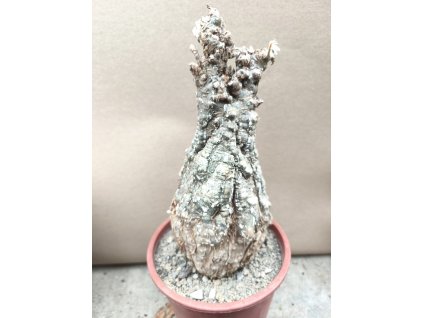 Cephalopentandra ecirhosa XL RM 186