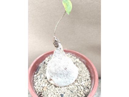 Raphionacme aff. mitschelii L RM 224