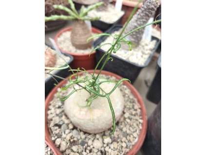 Adenia kirkii RM 225 XL