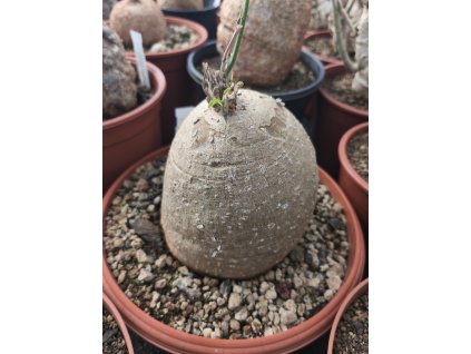Adenia aff. digitata RM 720 XXL
