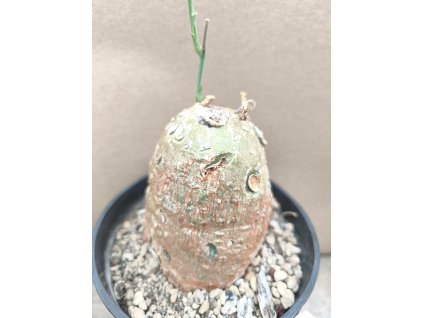 Adenia aff. digitata RM 720 XL