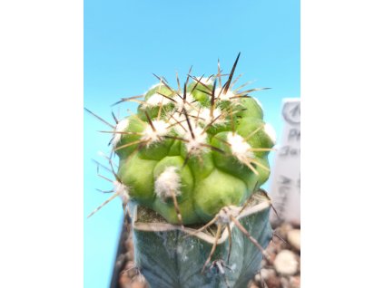 Copiapoa alticostata PHA 2974