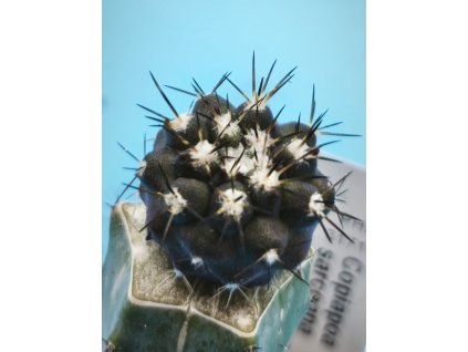 Copiapoa sarcoana PHA 3171