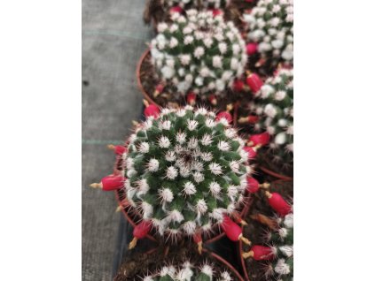 Mamillaria voburnensis L