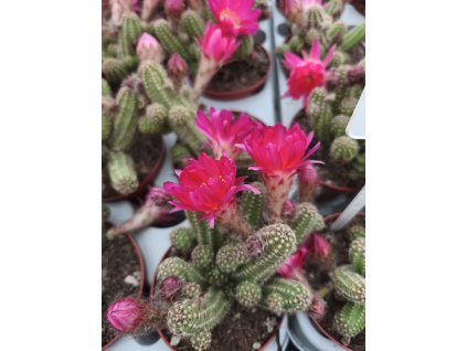 Chamaecereus silvestrii "Cerise"