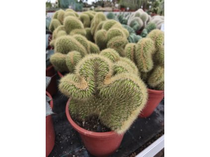 Vatricania guentherii f. cristata XXL