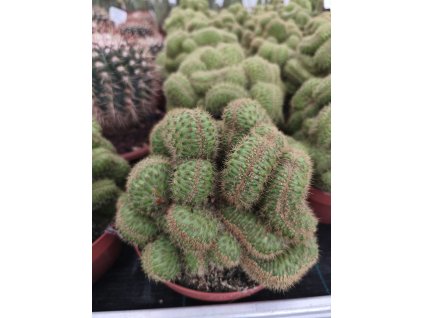 Akersia roseiflora f. cristata XXL