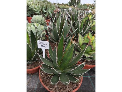 Agave montana XXL