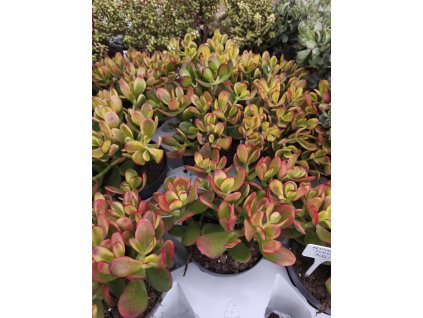 Crassula cv. Sunset