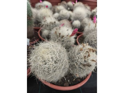 Neoporteria senilis XXL