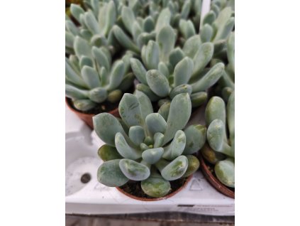Pachyphytum cv, Blue