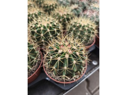 Ferocactus schwarzii L