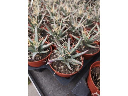Leuchtenbergia principis L