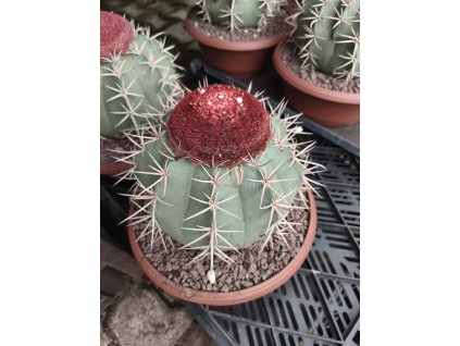 Melocactus bahiensis XXL