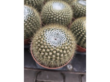 Notocactus werdermanianus