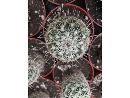 Thelocactus conothelos L