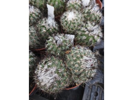 Gymnocactus horripilus XL