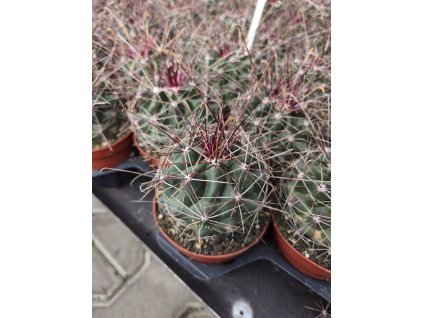 Hamatocactus sinuatus v. davisii L