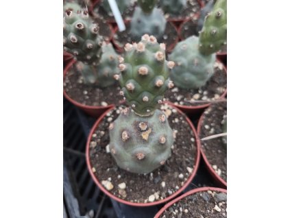 Tephrocactus articulatus