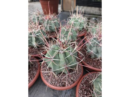 Ferocactus rectispinus L