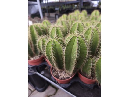 Isolatocereus dumortierii L