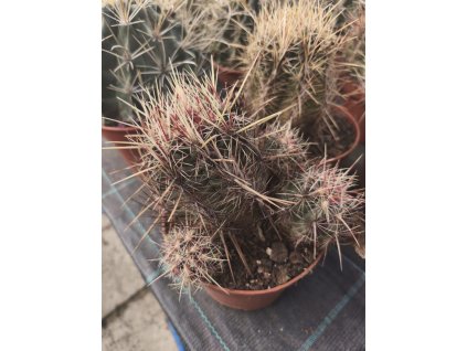 Thelocactus bicolor v. tricolor XXL