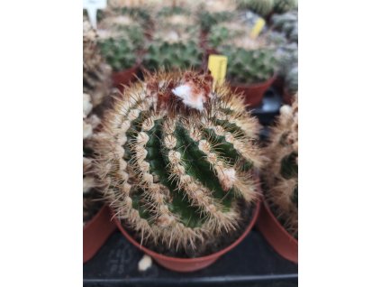 Parodia mairanana XXL