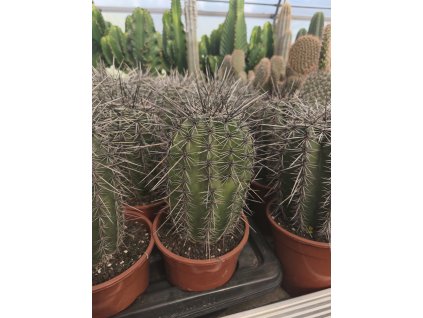 Carnegia gigantea XXL