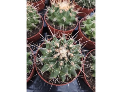 Thelocactus matudae XXL