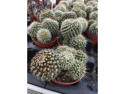 Mamillaria nejapensis XL