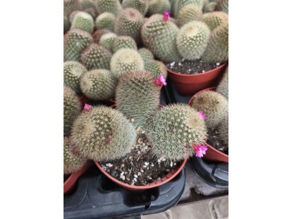 Mamillaria pilcayensis XL