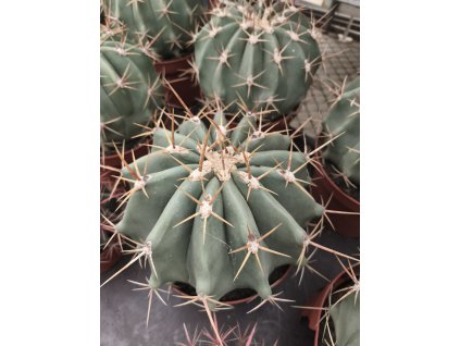 Ferocactus alamosanus XXL