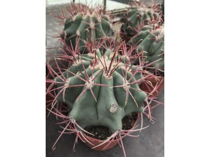 Ferocactus emoryi XXL