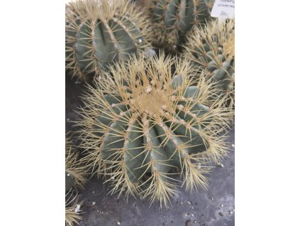 Ferocactus glaucescens XXL