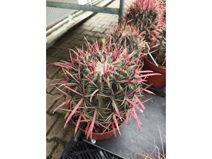 Ferocactus gracilis XXL