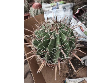 Ferocactus horridus XXXL