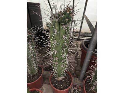 Stetsonia coryne XXL