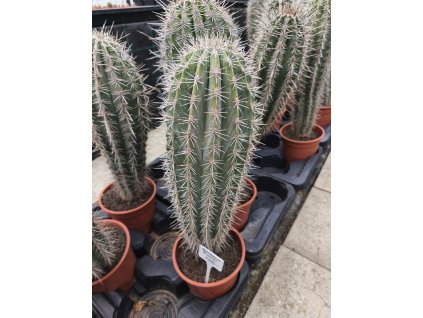 Pachycereus pringlei XXXL