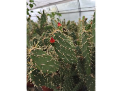 Opuntia quitensis XXXL