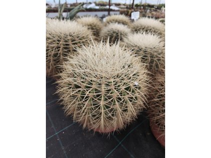 Echinocactus grusonii v. albispinus XXL