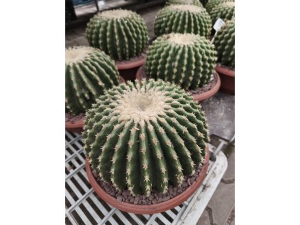 Echinocactus grusonii v. inermis XXL