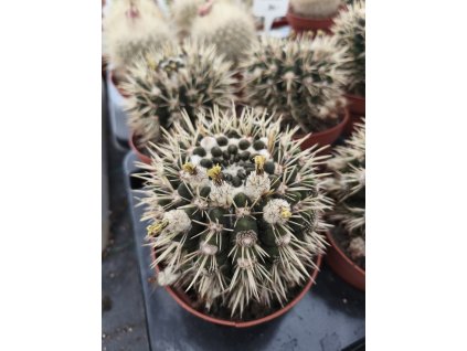 Notocactus submamulosus XXL