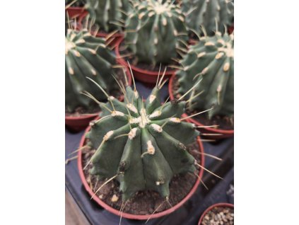Ferocactus glaucescens f. inermis XL