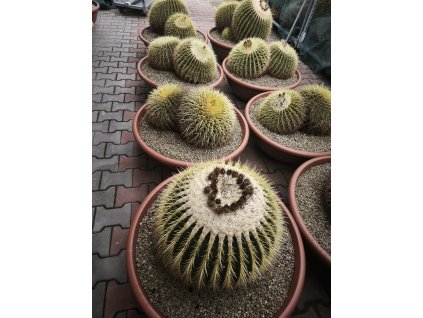 Echinocactus grusonii XXXXL