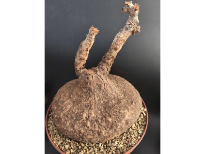 Cyphostema elephantopus XXL