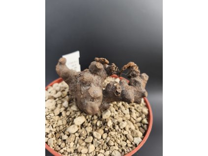 Euphorbia platyrrhiza